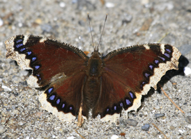 Mourning Cloak